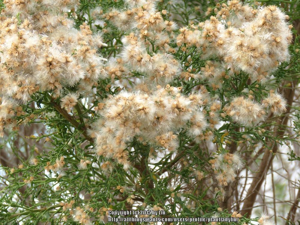 Photo of Desert Broom (Baccharis sarothroides) uploaded by plantladylin