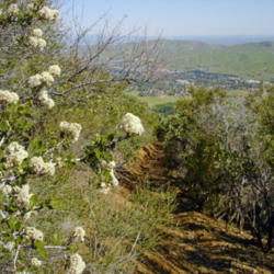 Location: Blooming Ceanothus on Mount Diablo Back Creek Trail
Date: 2009-04-15
Photo courtesy of: Miguel Vieira