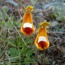 Location: Calceolaria uniflora in Parque Nacional Torres del Paine
Date: 2011-12-06
Photo courtesy of: Miguel Vieira