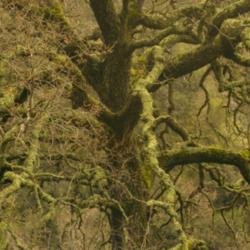 Location: Mossy oak in Sunol Regional Wilderness
Date: 2007-02-12
Photo courtesy of: Miguel Vieira