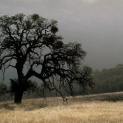 Location: November valley oak near Mount Diablo
Date: 2008-10-30
Photo courtesy of: Miguel Vieira