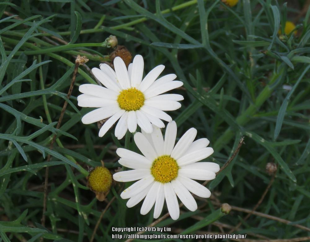Photo of Marguerite Daisy (Argyranthemum frutescens) uploaded by plantladylin