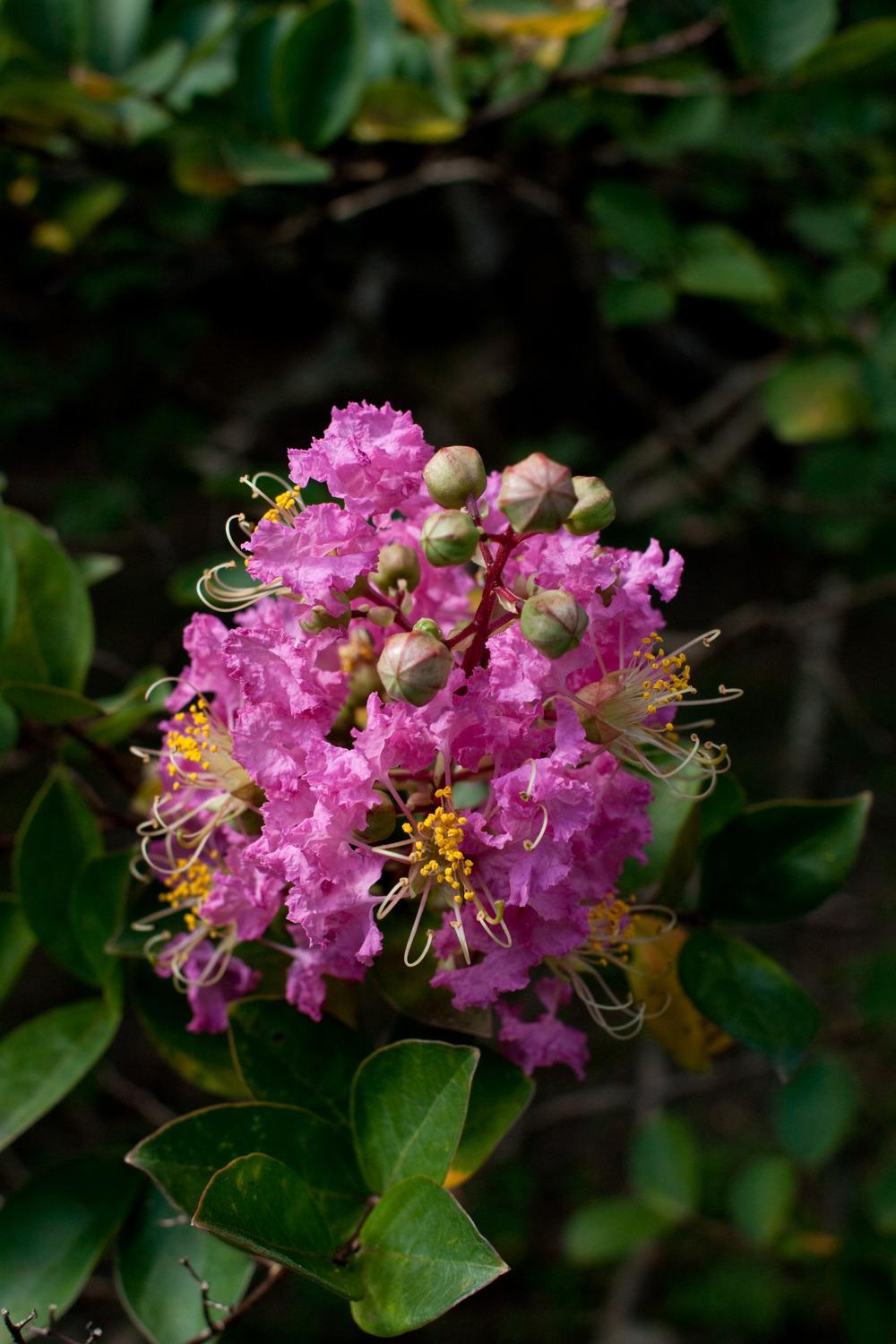 Photo of Crepe Myrtle (Lagerstroemia indica) uploaded by admin