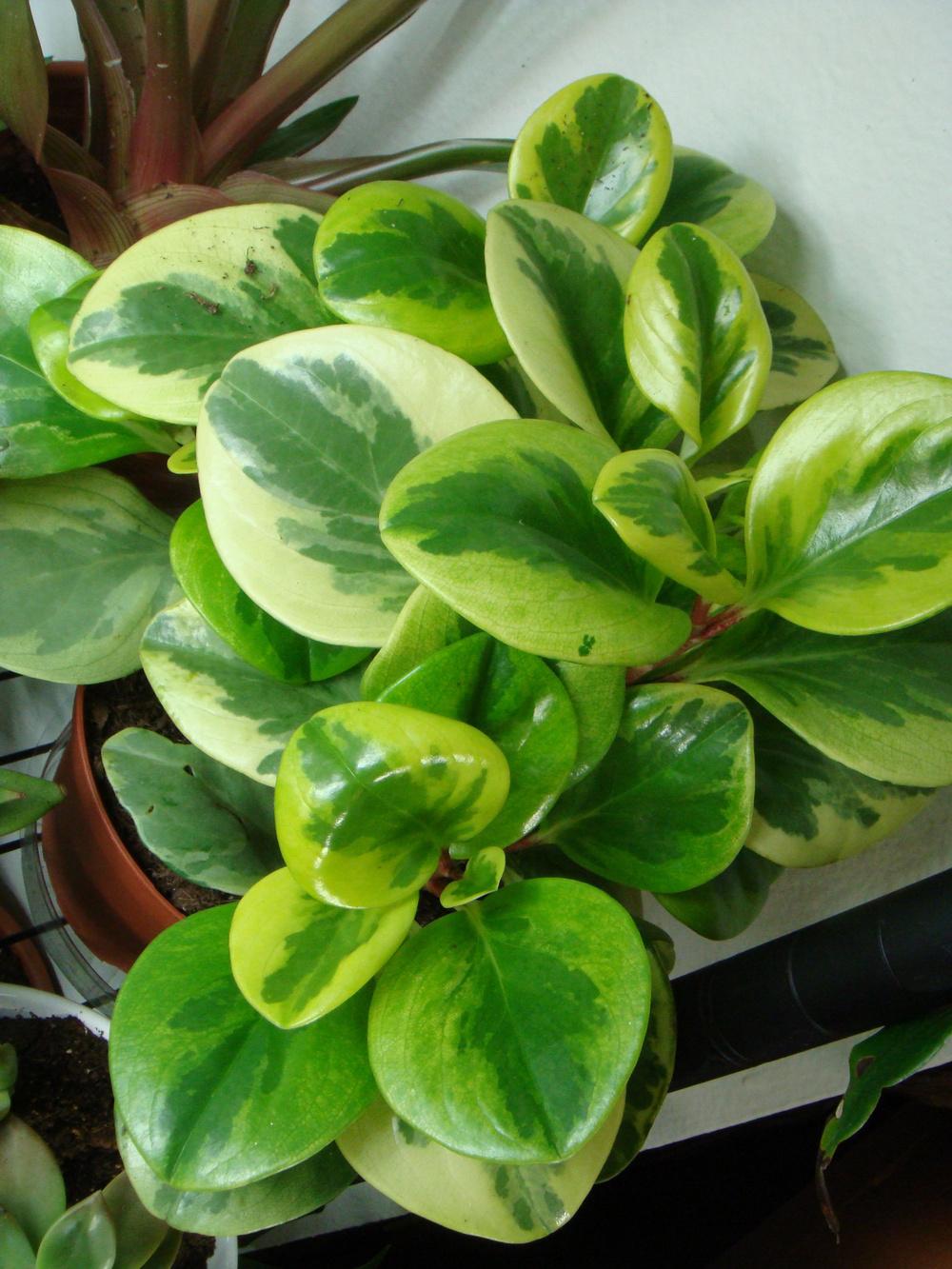 Photo of Baby Rubber Plant (Peperomia obtusifolia 'Variegata') uploaded by indoorplants