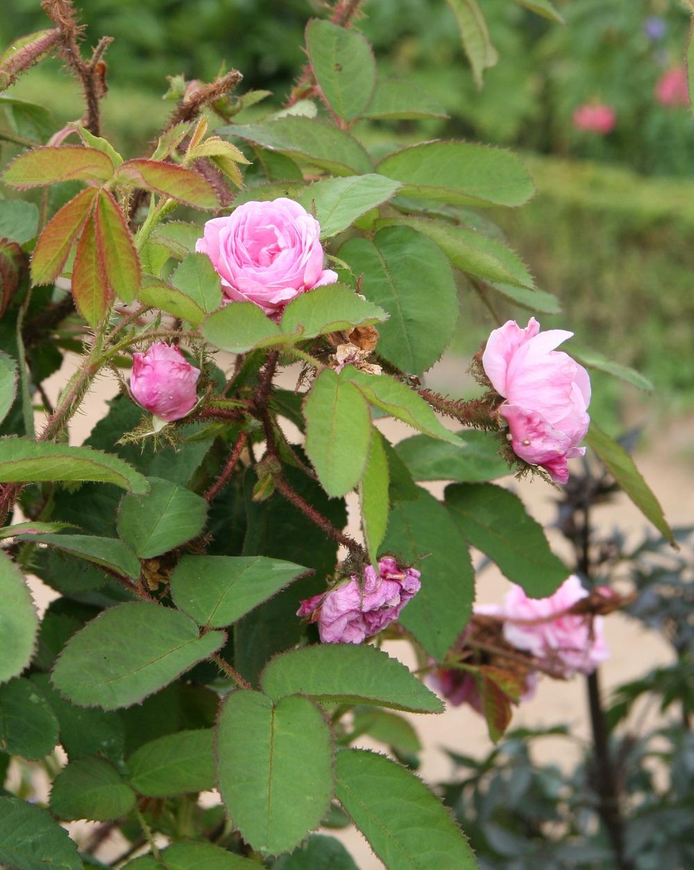 Photo of Rose (Rosa 'Centifolia Muscosa') uploaded by admin