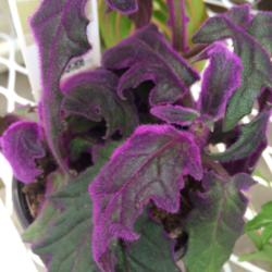 Location: Lowe's
Date: 2015-01-28
The purple color of this plant is eye-popping.