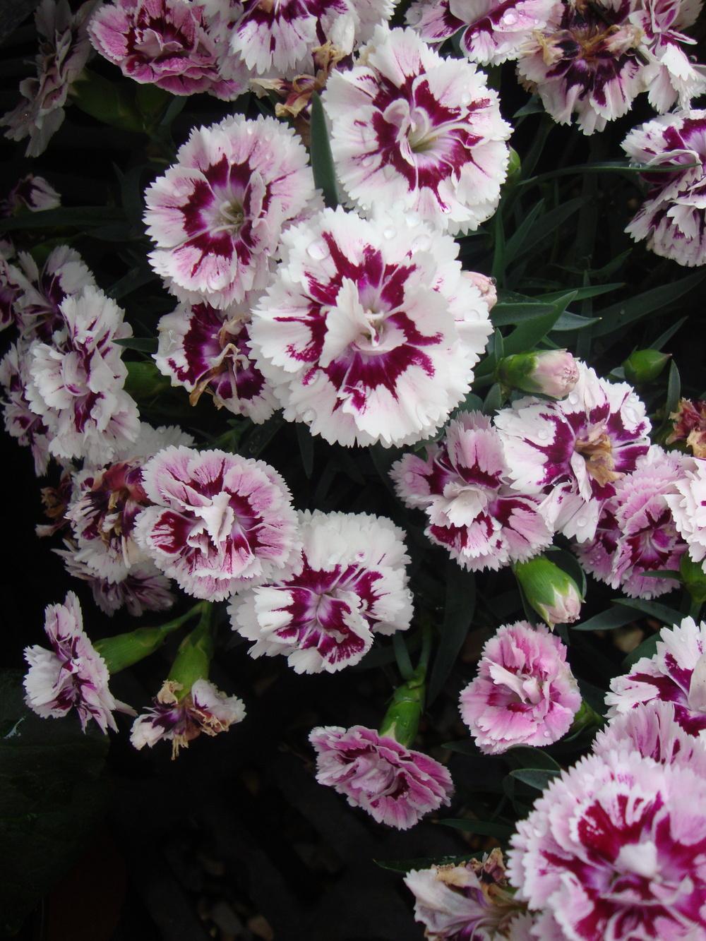 Dianthus Plant Care and Collection of Varieties