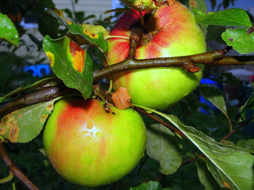 Photo of Apple (Malus domestica 'Jonathan') uploaded by keithp2012