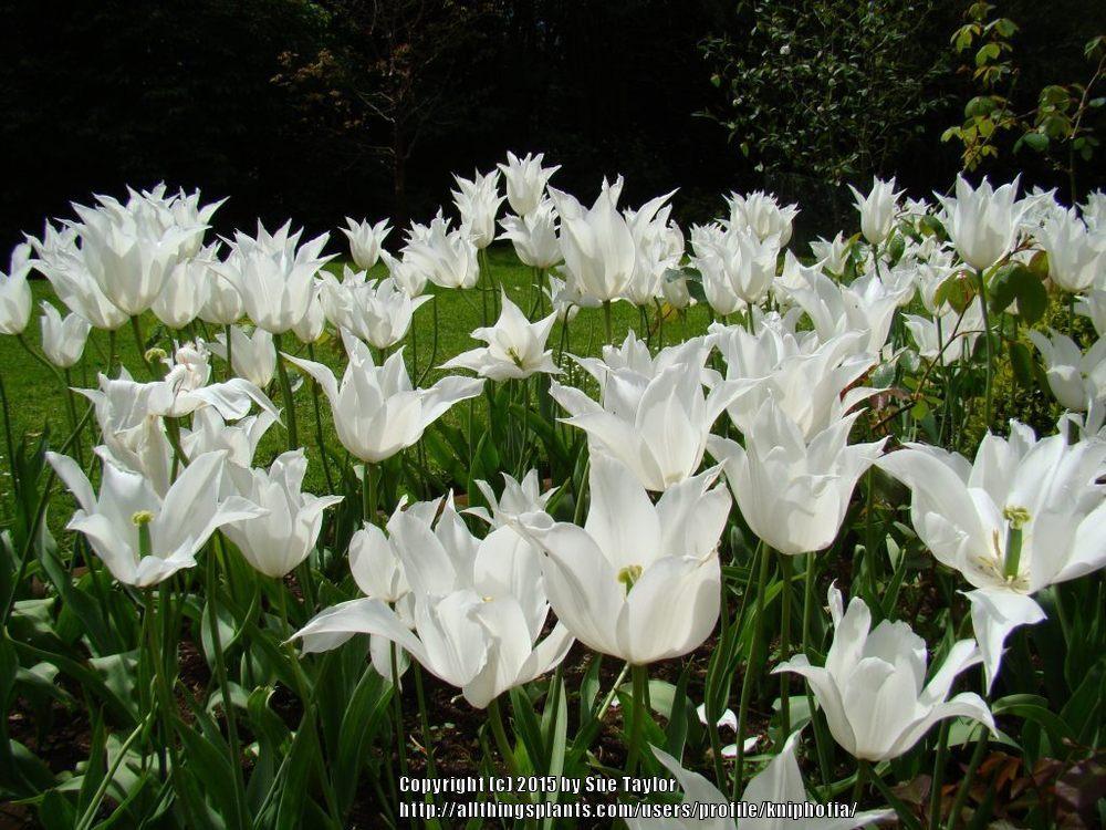 Photo of Tulip (Tulipa 'Sapporo') uploaded by kniphofia