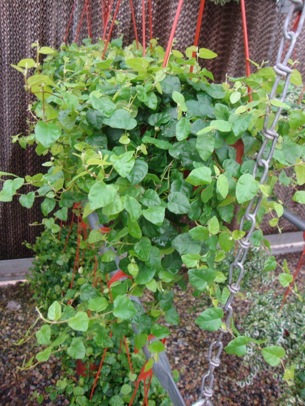 Photo of Creeping Fig (Ficus pumila) uploaded by Paul2032