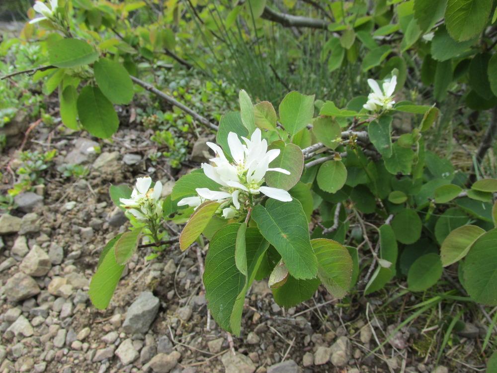 Photo of Serviceberry (Amelanchier alnifolia) uploaded by admin