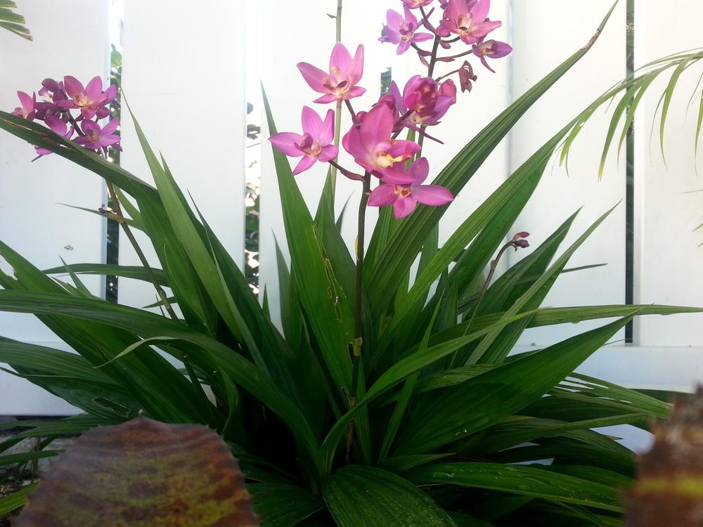 Photo of Philippine Ground Orchid (Spathoglottis plicata) uploaded by karmatree