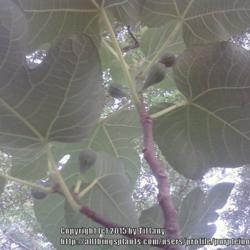 Location: Opp, AL
Date: 7-1-2011
Also shows reverse side of leaves.
