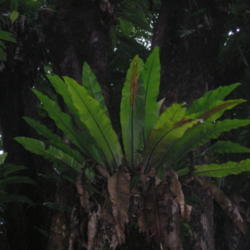 Location: Wa'a Wa'a Kipuka, Lower Puna, Hawai'i
Date: 4000-02-04
Epiphytic plants.