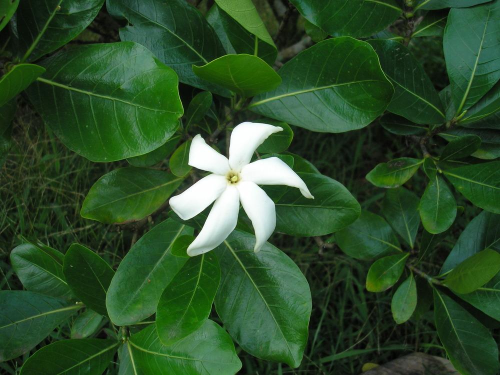 Gardenias Plant Care and Collection of Varieties