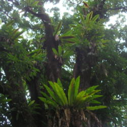 Location: Wa'a Wa'a Kipuka, Lower Puna, Hawai'i
Date: 4000-02-04
Wild Plants!