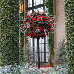 Location: Conservatory, Longwood Gardens, Christmas 2014
Photo courtesy of: Tom Potterfield