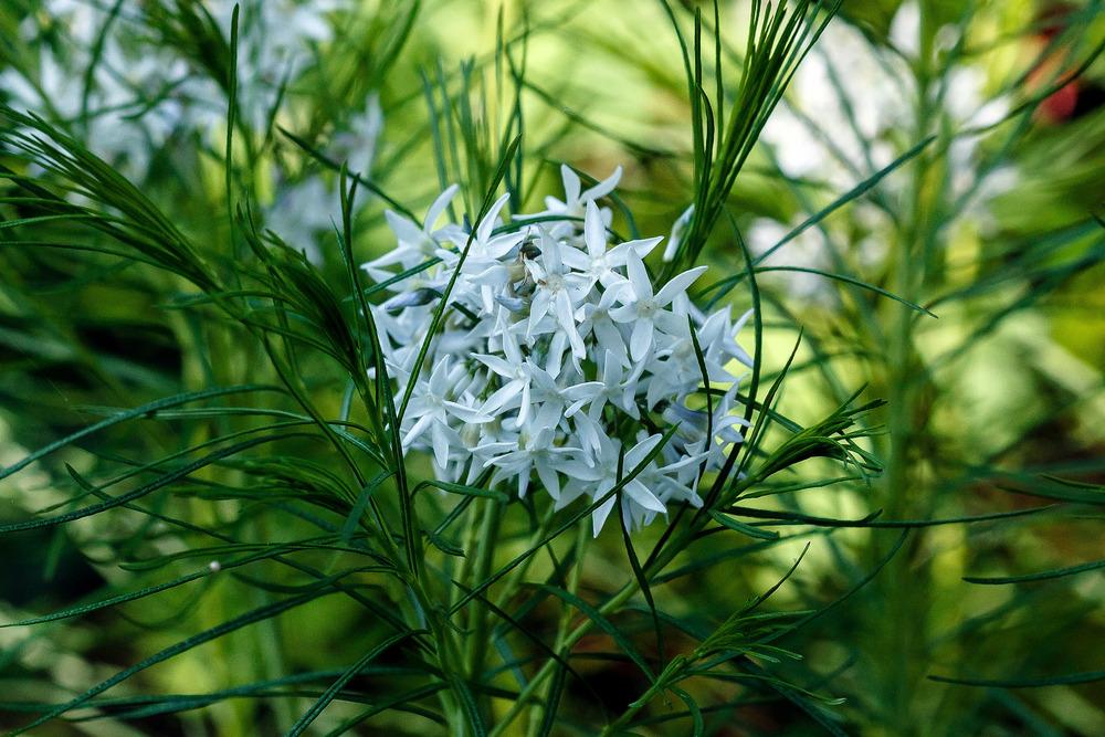 Photo of Blue Star (Amsonia hubrichtii) uploaded by admin