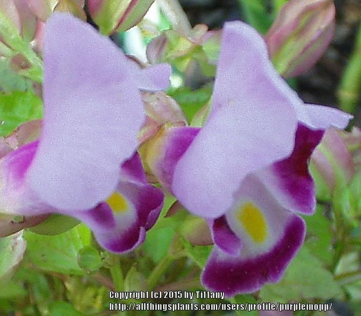 Photo of Wishbone Flower (Torenia fournieri) uploaded by purpleinopp