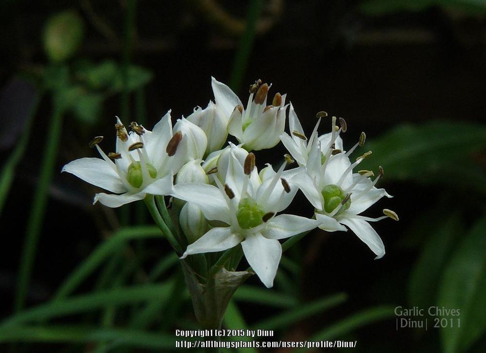 Photo of Garlic Chives (Allium tuberosum) uploaded by Dinu