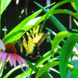 Location: central Illinois
Date: 2011-07-16
w/ Swallowtail