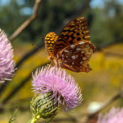 Location: Speyeria cybele (great spangled fritillary) on Cirsium discolor (field thistle), late season
Photo courtesy of: Tom Potterfield