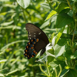 Location: Pterourus troilus (spicebush swallowtail) on Japanese honeysuckle; when still, look for the missing orange spot in 3rd position from rear of hind wing
Photo courtesy of: Tom Potterfield