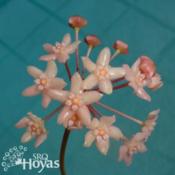 Hoya macrophylla 'Splash' SRQ 3221