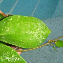 Location: SRQHoyas
Date: 2015-02-11
Hoya latifolia IML 88