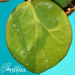 Location: SRQHoyas
Date: 2015-02-11
Hoya latifolia IML 88