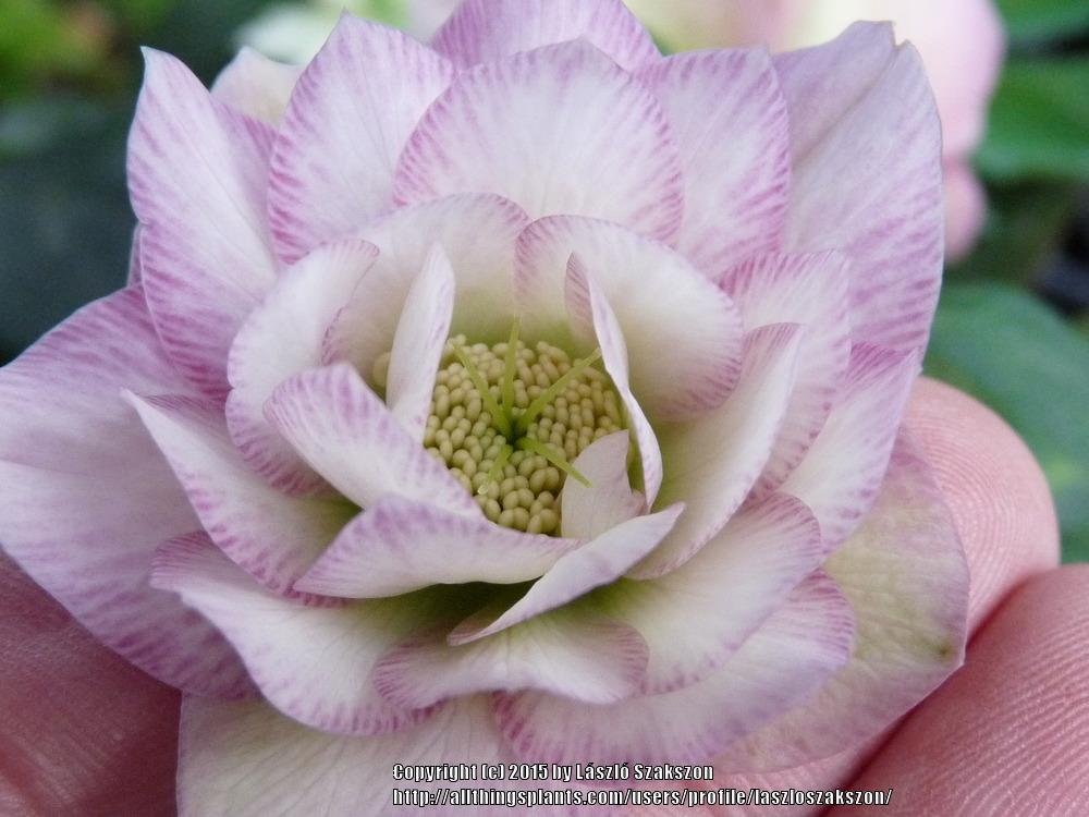 Photo of Lenten Rose (Helleborus x hybridus) uploaded by laszloszakszon