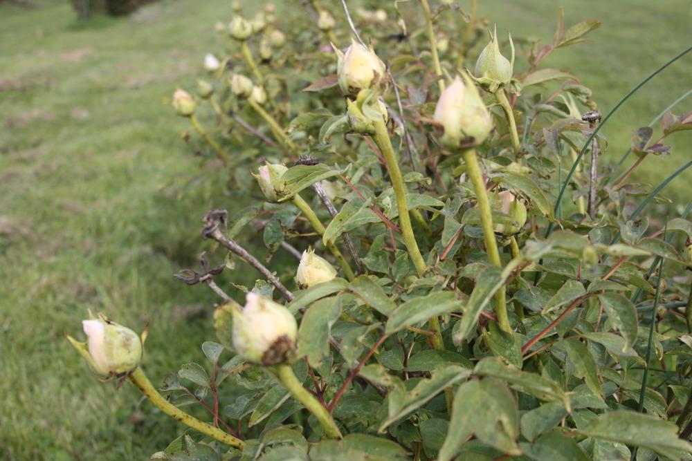 Photo of Peony (Paeonia lactiflora 'Felix Crousse') uploaded by admin