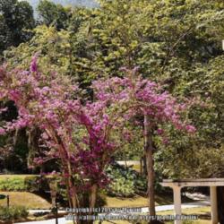 Location: Botanical Garden, Rio de Janeiro, Brazil
Date: 2014-12-12