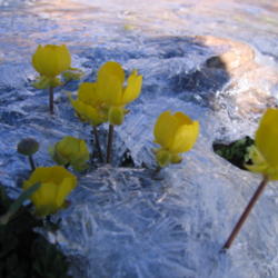 Location: flower in the ice at the top of the mountain in the way of Kelardasht, Iran
Date: 2008-07-18
Photo courtesy of: Mardetanha