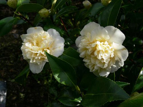 Photo of Camellias (Camellia) uploaded by janwax