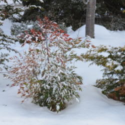 Location: My garden in N E Pa. 
Date: 2015-02-14
Foliage is evergreen but turns this rich burgundy color over the 