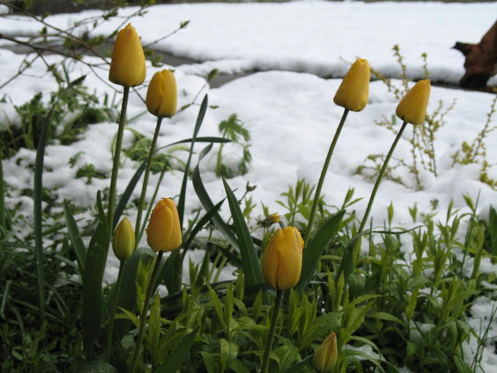 Photo of Tulips (Tulipa) uploaded by Bonehead