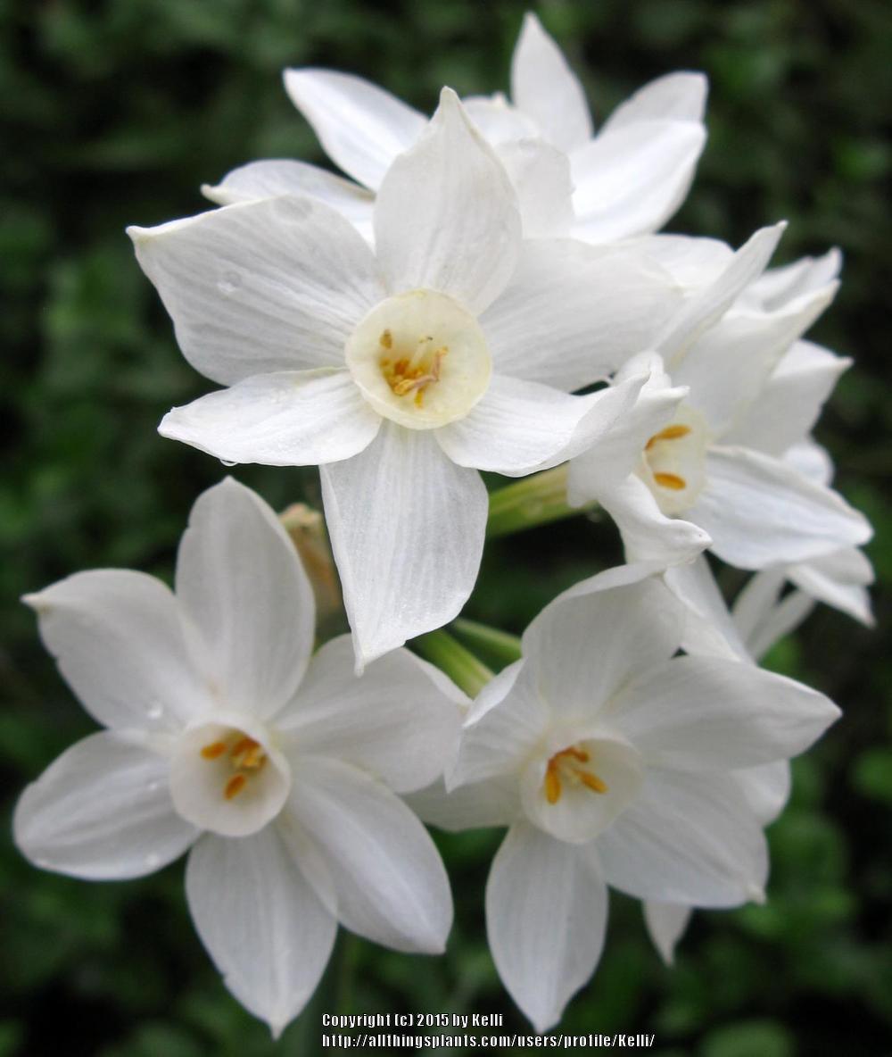 Photo of Paperwhite (Narcissus papyraceus) uploaded by Kelli