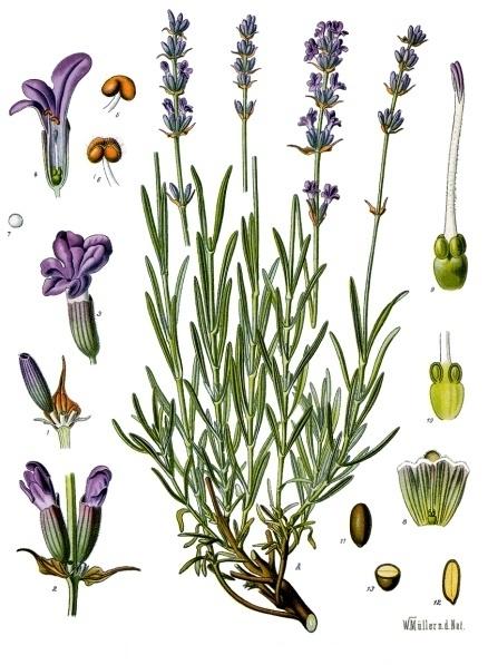 Photo of English Lavender (Lavandula angustifolia) uploaded by Calif_Sue