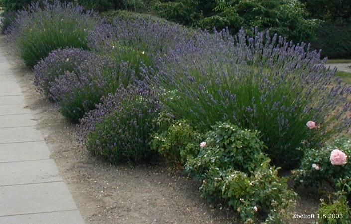 Photo of English Lavender (Lavandula angustifolia) uploaded by Calif_Sue