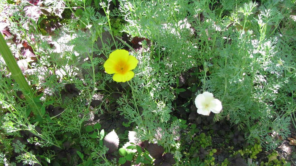 Photo of Eschscholzia uploaded by jmorth