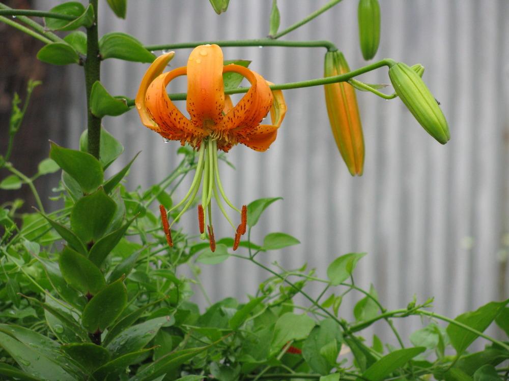 Photo of Henry's Lily (Lilium henryi) uploaded by jmorth