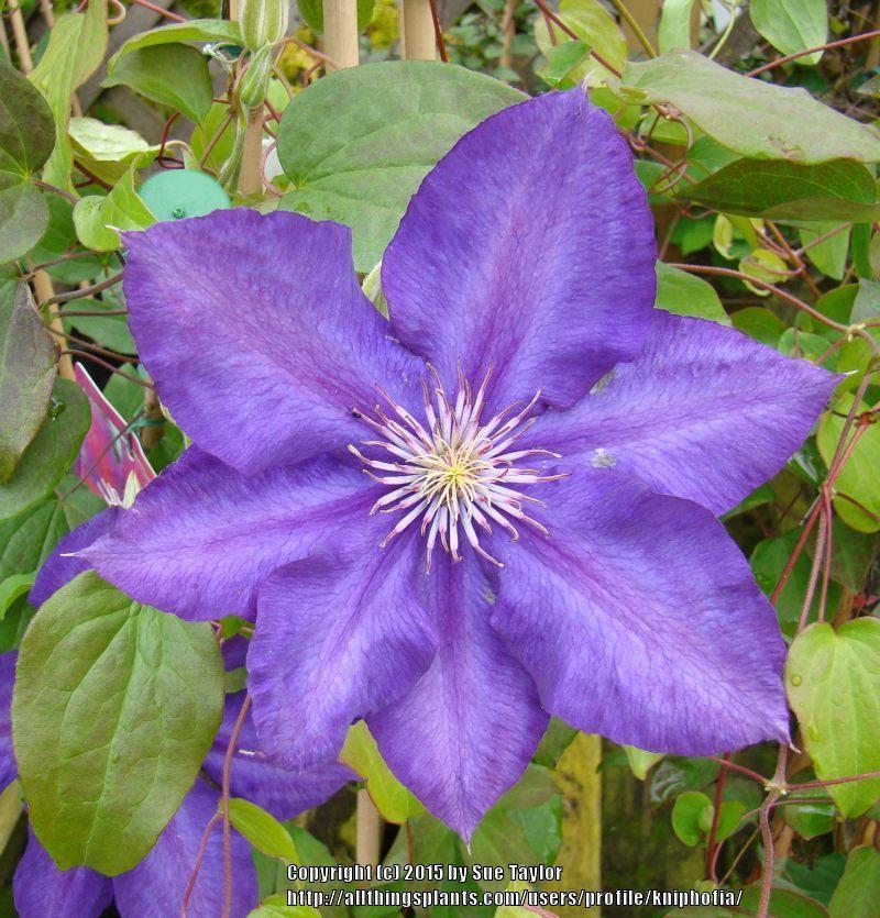 Photo of Clematis uploaded by kniphofia