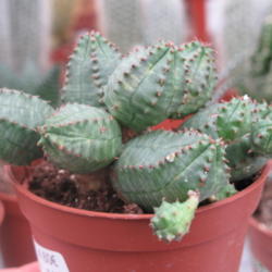 Location: Euphorbia globosa hybride
Date: 2014-05-11
Photo courtesy of: Tangopaso