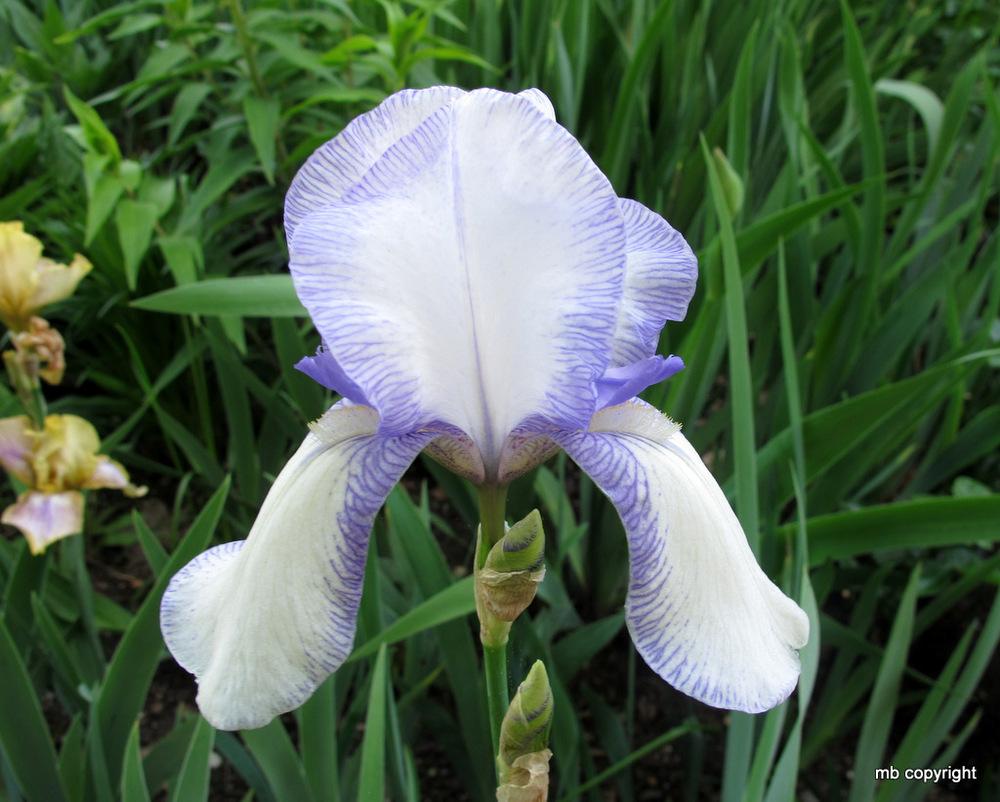 Photo of Tall Bearded Iris (Iris 'Ma Mie') uploaded by MargieNY