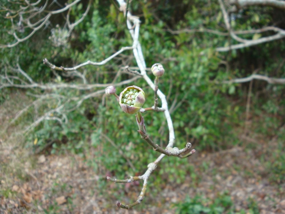 Photo of Flowering Dogwood (Cornus florida) uploaded by flaflwrgrl