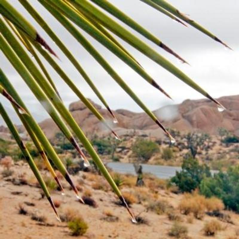 Photo of Mojave Yucca (Yucca schidigera) uploaded by admin