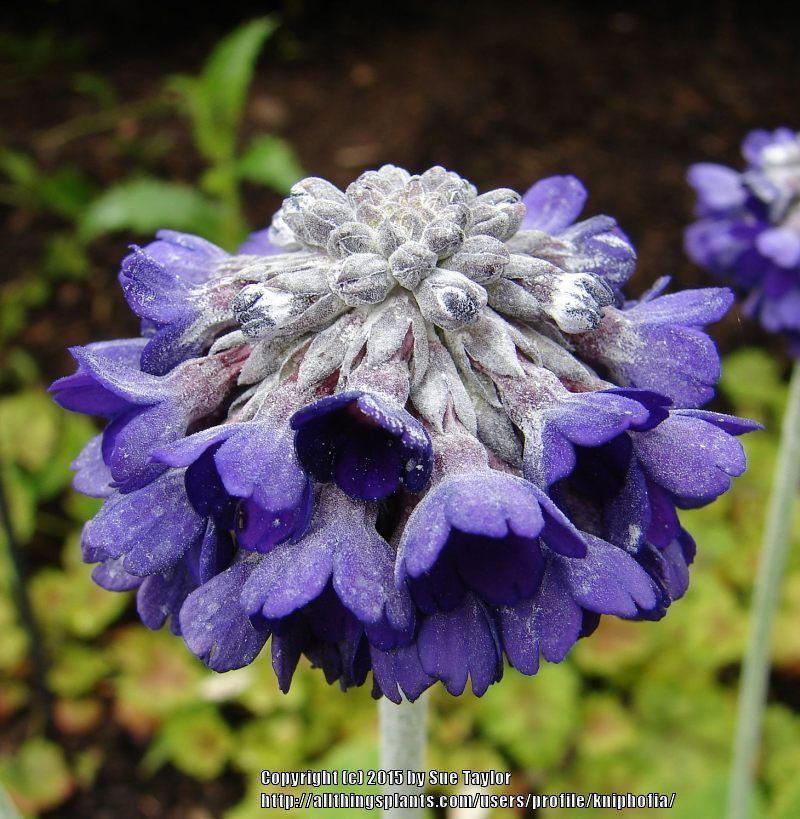 Photo of Asiatic Primrose (Primula capitata) uploaded by kniphofia