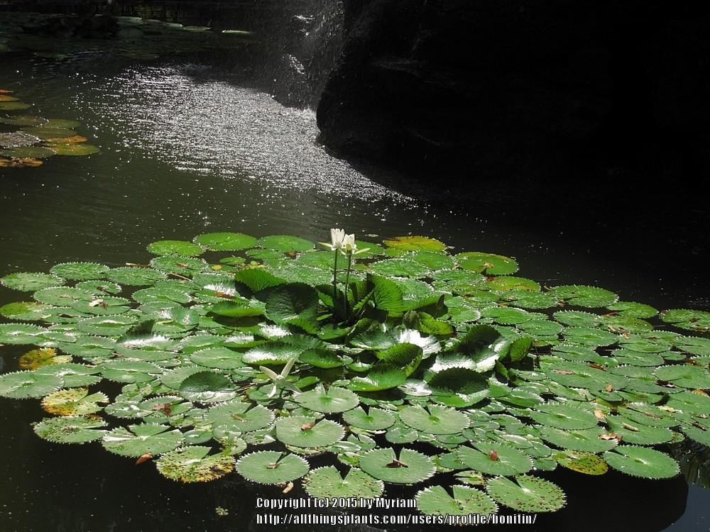 Photo of Nymphaeas (Nymphaea) uploaded by bonitin