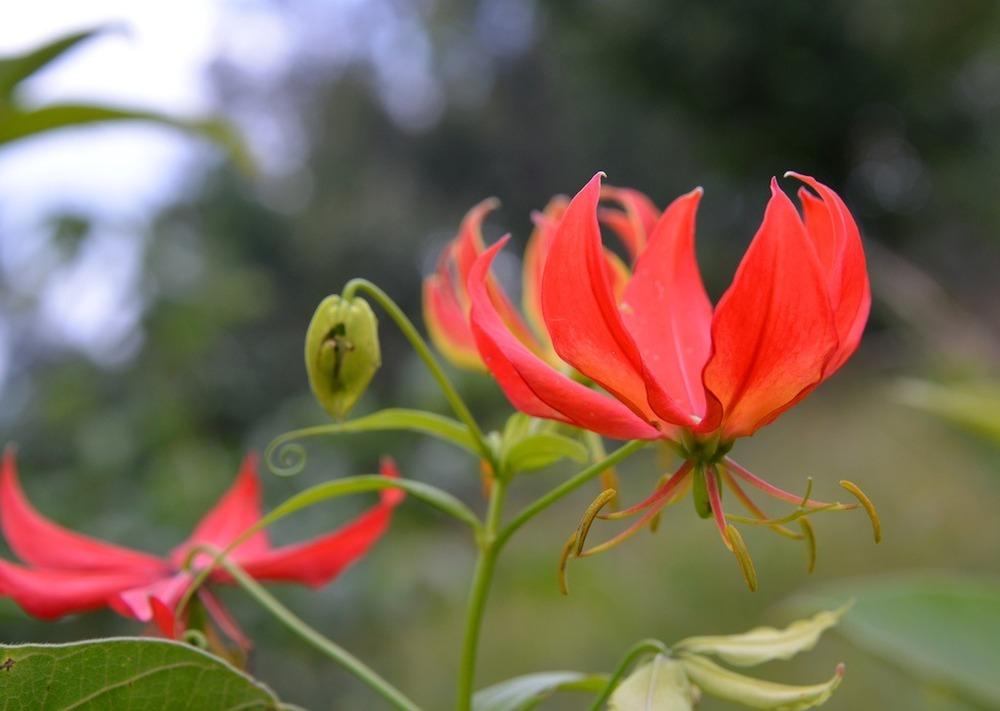 Photo of Flame Lily (Gloriosa) uploaded by admin